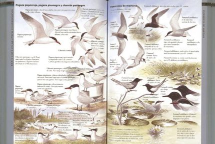 Guía para identificar aves por su comportamiento