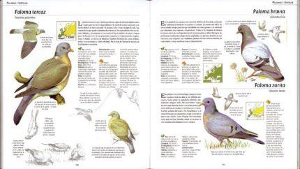 Atlas ilustrado de las aves de España y Europa con CD