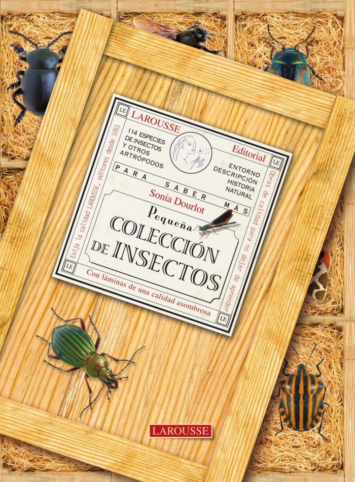 Pequeña colección de insectos