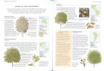 Enciclopedia ilustrada de los árboles de España y del mundo
