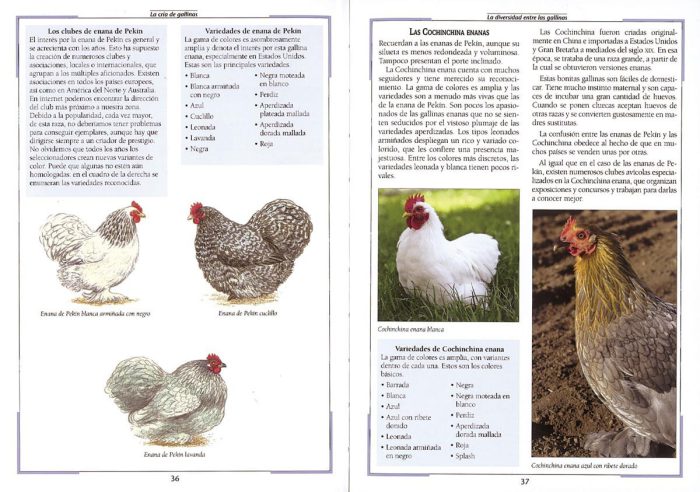 La cría de gallinas