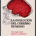 La evolución del cerebro humano